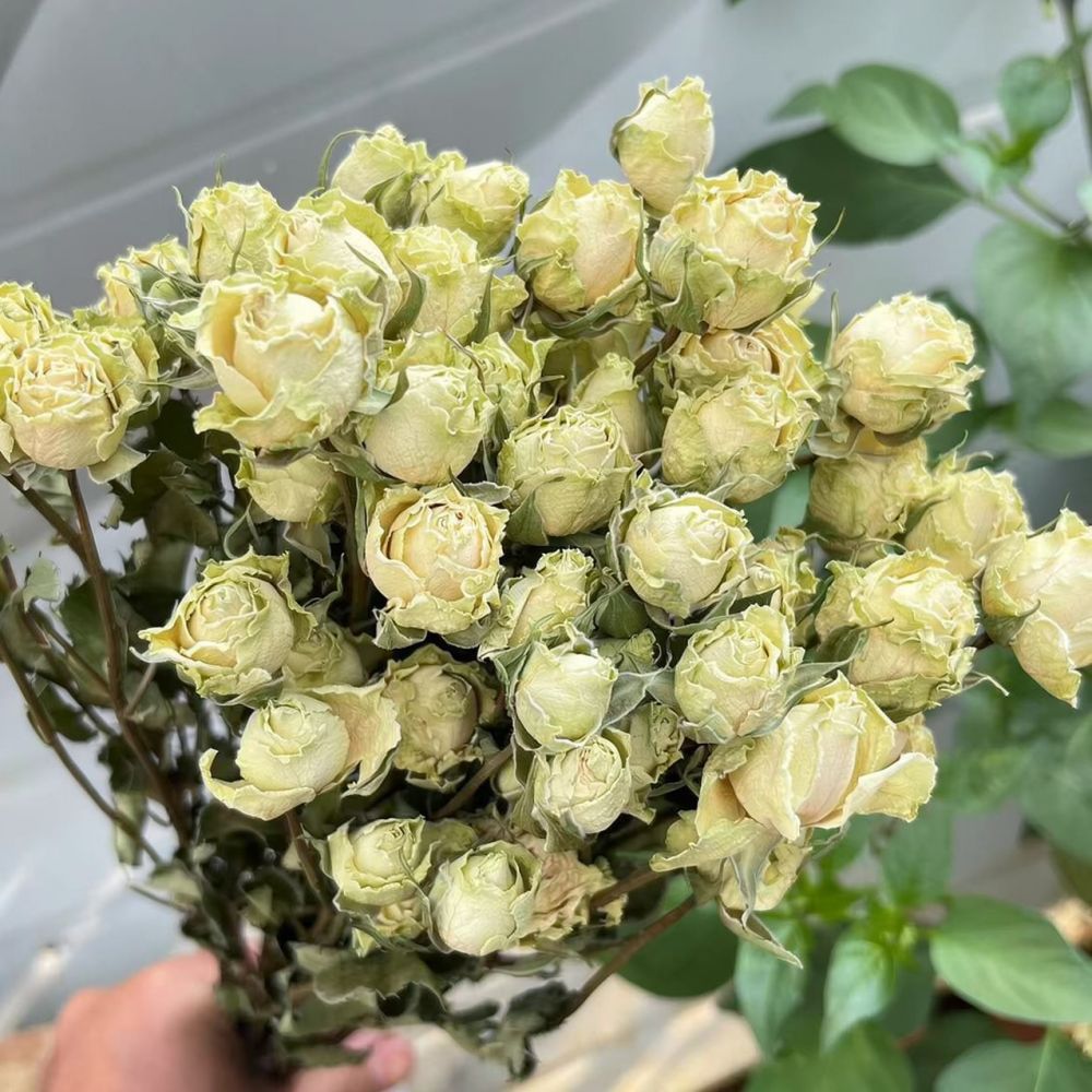Vrais roses séchées, bouquet d - Resin Craft Ideas avis et prix